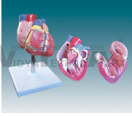 The dissection model of heart